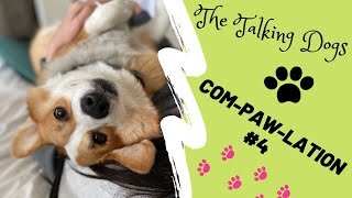 Talking Corgis Video Compilation part 4 [upl. by Sorcha]