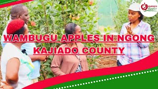 WAMBUGU APPLES IS DOING IMPRESSIVELY WELL IN NGONG KAJIADO COUNTY [upl. by Beatty]