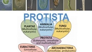 Kingdom Protista [upl. by Adiesirb]