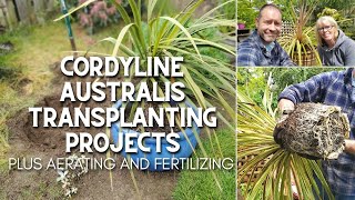 Cordyline Australis Transplanting Projects 🌴😲 [upl. by Lewendal]