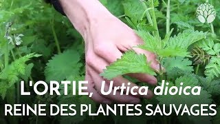 Lortie Urtica dioica la reine des plantes sauvages [upl. by Llenhoj683]