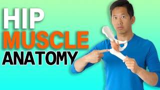 Super Basic Hip Muscle Anatomy And Movements For Beginners [upl. by Jaquenette]