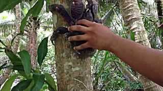 Tree Climbing Coconut Crab [upl. by Nesnej]