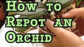 Phalaenopsis ROOT ROT amp REPOT Pt 2 How to REPOT a Phalaenopsis Orchid [upl. by Ahsit]