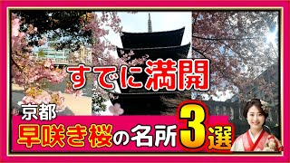 【京都観光】今まさに見頃！早咲き桜の名所を効率的に巡る方法を徹底紹介！ [upl. by Hairahs]