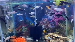 Online Fish Shopping in India bunnycartcom bunnycartin Shrimp amp Planttrending viral short 347 [upl. by Michel]