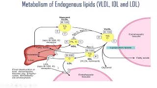 Lipoprotein metabolism part 3 VLDL LDL HDL and dyslipoproteinemia [upl. by Enyawad231]