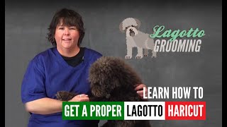 Lagotto Romagnolo Dog Grooming Intro Guide Video Sample [upl. by Asseralc]