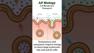 AP Bio  26 Endocytosis and Exocytosis apbiology cellbiology [upl. by Blithe165]