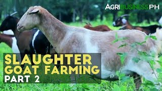 Goat Raising How to Manage Income Generating Slaughter Goat Farm [upl. by Ettevey450]