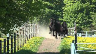 Friesen galoppieren zum Stall  Frisians gallop to the stable [upl. by Evilo]