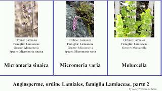 Angiosperme ordine Lamiales famiglia Lamiaceae parte 2 monardella nepeta micromeria lavandula [upl. by Josh]