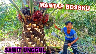 MANTAP BOSSKU SAWIT UNGGUL [upl. by Narf]