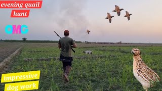 Evening Quail Hunt  Low light  Amazing Dog Work  With Beaters Driven [upl. by Gottwald502]