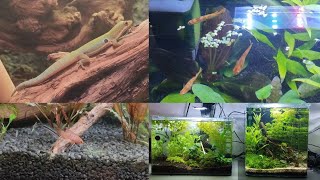 Roomtour Alle meine Aquarien und Terrarien mit Taggeckos Pfeilgiftfröschen  und Zuchtbecken [upl. by Honorine]