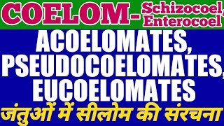 Coelom Acoelomates Pseudocoelomates and Eucoelomates  Schizocoelus and Enterocoelus TYPES [upl. by Attej]