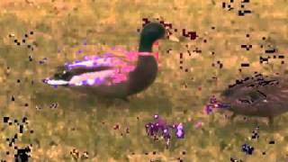 vidéoclip officiel des canards [upl. by Romilly]