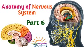 Anatomy of Nervous System CerebellumVentricles of Brain Helpful Video with Amharic Speech Part 6 [upl. by Giuseppe524]