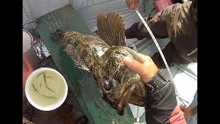 Lingcod 35inquot and 32inquot caught on live Herring June 12th 2024 season [upl. by Fillander700]