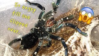 WATERING my TARANTULAS quotPart 3quot [upl. by Ahl]