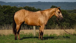 GUNNS  2 year old Reining Futurity Prospect [upl. by Atronna]