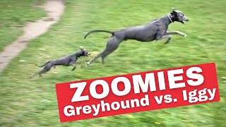 ITALIAN GREYHOUND vs GREYHOUND  Running Full Speed [upl. by Nuahsyt629]