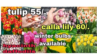 winter flower bulbs availableTulip hyacinth daffodils anemone सर्दियों के बल्बस उपलब्ध हैं [upl. by Louanna99]