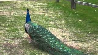 Pavo real cantando [upl. by Calvano587]