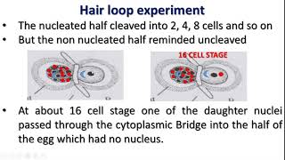 Spemann Experiment Dr S Selva Pon Malar [upl. by Furey]