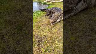 Encountering a Nile crocodile and this is the result crocodiles crocodilevideo crocodile [upl. by Aidne]