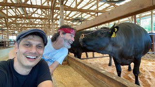 Japanese Wagyu Ranch Experience  How do they live [upl. by Bassett]