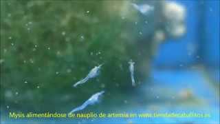 Mysis camarón alimento vivo para acuario marino en tienda de caballitos [upl. by Scotney54]