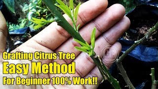 Easy Grafting Citrus Tree For Beginner 100 Work [upl. by Carita921]