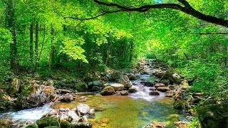 Som da Floresta e Pássaros  quotMúsicaquot Para Relaxamento e Acalmar [upl. by Lexy]