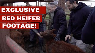 UNSEEN Footage of Red Heifer Selection An Eyewitness Account [upl. by Rosalba]