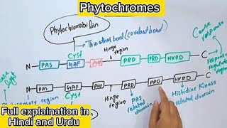 Phytochromes in plantsStructureGenesPhotosensory biologyPlant physiology [upl. by Aihsiek]