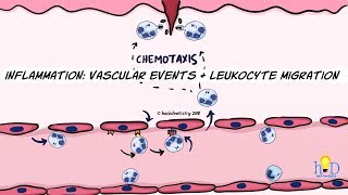 Inflammation Vascular events and leukocyte migration [upl. by Anana]