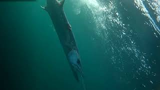 Spydro Barracuda Fight \ Raw video [upl. by Dredi]