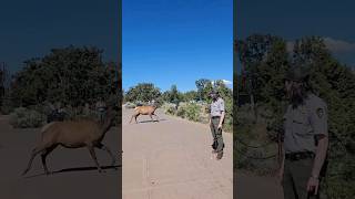 elk deer running from people [upl. by Reivaxe648]