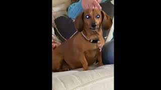 Funny Dachshund Treat Video dacshund weinerdog pets funnyshorts [upl. by Nimajnab]