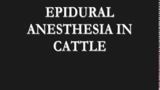 Epidural Anesthesia  in Cattle [upl. by Bowers]