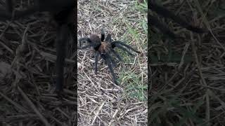 creepycrawly spider Texas Brown Tarantula [upl. by Pallaton]