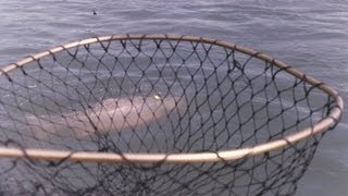 Kayak Fishing for Salmon on Oregon Coast [upl. by Rehpotsrhc959]