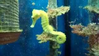 Besuch Aquarien Fische Korallen Duisburg Zoo Zajac 2015 HD [upl. by Kilah]