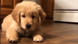 Golden Retriever puppy completely baffled by ice cube [upl. by Kali]