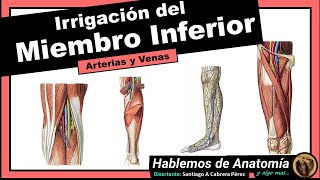 Anatomía  Irrigación del Miembro Inferior [upl. by Pelag882]