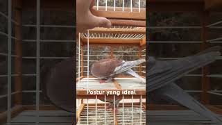 Postur yang ideal untuk merpati kolong merpati pigeon kolongmerpati merpatikolonglosdor [upl. by Alicia]