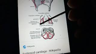 LARYNX and its CARTILAGES made easy part 2 [upl. by Martel]