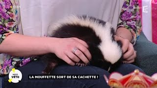 La mouffette sort de sa cachette [upl. by Eerdua]