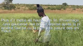 Le panicum une excellente culture fourragère au Mali [upl. by Richia418]